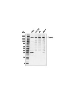 Cell Signaling Cpsf1 (E5p8c) Rabbit mAb