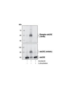 Cell Signaling Phospho-Cdc25c (Thr48) Antibody