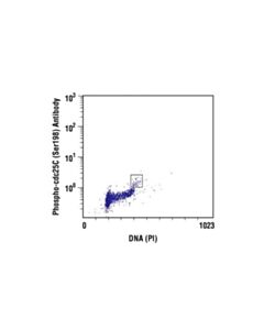 Cell Signaling Phospho-Cdc25c (Ser198) Antibody