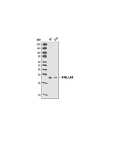 Cell Signaling Ntal/Lab Antibody