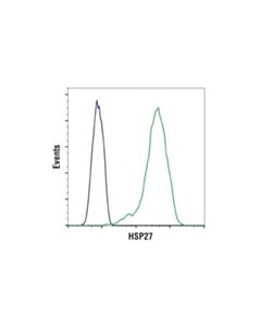 Cell Signaling Hsp27 (D6w5v) Rabbit mAb