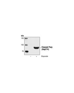 Cell Signaling Cleaved Parp (Asp214) Antibody (Human Specific)