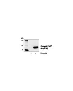 Cell Signaling Cleaved Parp (Asp214) (19f4) Mouse mAb (Human Specific)