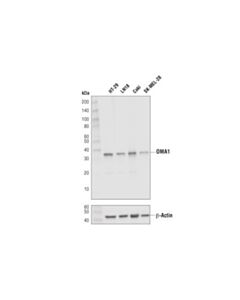 Cell Signaling Oma1 (D4j7k) Rabbit mAb