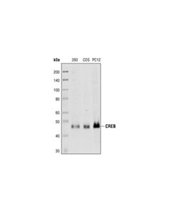 Cell Signaling Creb (86b10) Mouse mAb (BSA And Azide Free)
