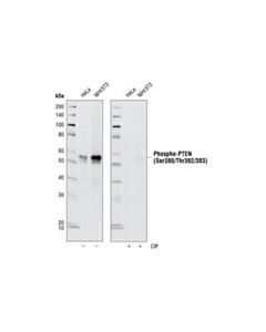 Cell Signaling Phospho-Pten (Ser380/Thr382/383) (44a7) Rabbit mAb