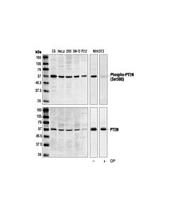Cell Signaling Phospho-Pten (Ser380) Antibody