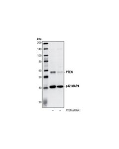 Cell Signaling Pten Antibody