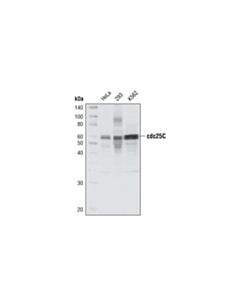 Cell Signaling Cdc25c Antibody Sampler Kit