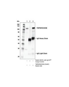 Cell Signaling Tnfrsf8/Cd30 (E1a6y) Rabbit mAb