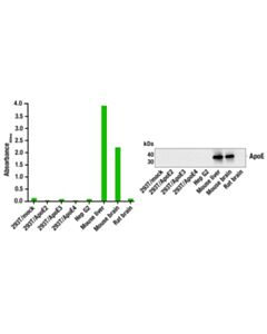 Cell Signaling Pathscan® Apoe Sandwich Elisa Kit