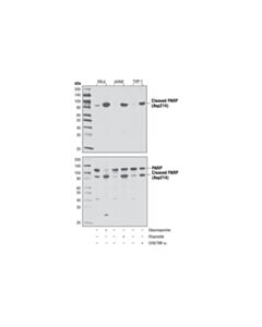 Cell Signaling Cleaved Parp (Asp214) (D64e10) Rabbit mAb (BSA And Azide Free)