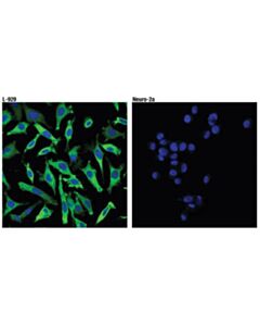 Cell Signaling Rip3 (D4g2a) Rabbit mAb