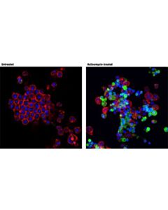 Cell Signaling Cleaved Drosophila Dcp-1 (Asp216) Antibody