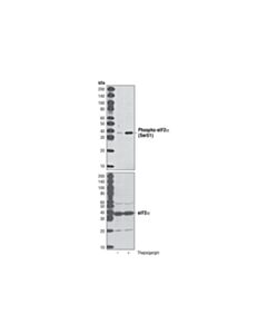 Cell Signaling Phospho-Eif2alpha (Ser51) (D9g8) Xp ® Rabbit mAb (BSA And Azide Free)