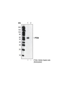 Cell Signaling Pten (138g6) Rabbit mAb (Biotinylated)
