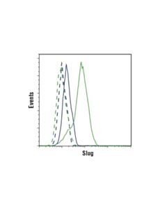 Cell Signaling Slug (C19g7) Rabbit mAb