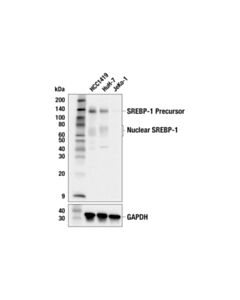 Cell Signaling Srebp-1 (E9f4o) Rabbit mAb