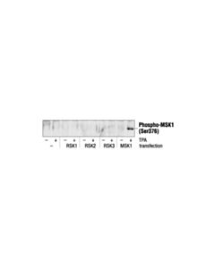 Cell Signaling Phospho-Msk1 (Ser376) Antibody