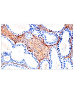 Cell Signaling Bst2 (E4n3w) Xp ® Rabbit mAb