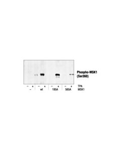 Cell Signaling Phospho-Msk1 (Ser360) Antibody