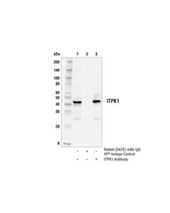 Cell Signaling Itpk1 Antibody