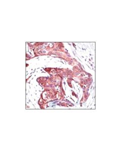 Cell Signaling Phospho-(Ser) 14-3-3 Binding Motif Antibody