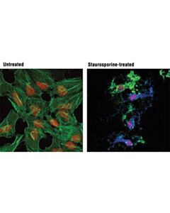 Cell Signaling Cleaved Caspase-3 (Asp175) (D3e9) Rabbit mAb (Alexa Fluor<LT/>Sup&Gt;®<LT/>/Sup&Gt; 647 Conjugate)