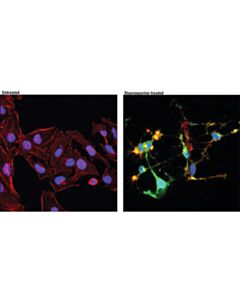 Cell Signaling Cleaved Caspase-3 (Asp175) (D3e9) Rabbit mAb (Alexa Fluor<LT/>Sup&Gt;®<LT/>/Sup&Gt; 488 Conjugate)