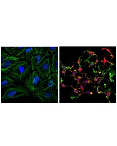Cell Signaling Cleaved Caspase-3 (Asp175) (D3e9) Rabbit mAb (Alexa Fluor<LT/>Sup&Gt;®<LT/>/Sup&Gt; 555 Conjugate)