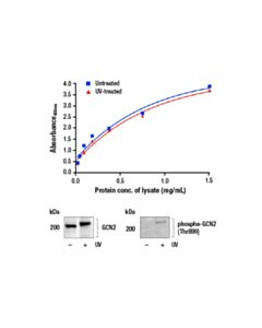 Cell Signaling Fastscan Total Gcn2 ELISA Kit