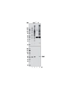 Cell Signaling Phospho-Atm/Atr Substrate (S*Q) (D23h2/D69h5) Multimab Rabbit mAb Mix