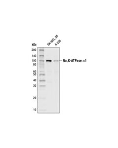 Cell Signaling Na,K-Atpase Alpha1 (D4y7e) Rabbit mAb (Hrp Conjugate)