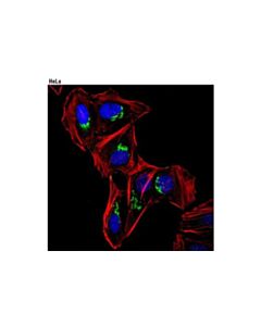 Cell Signaling Rab6 (D37c7) Rabbit mAb
