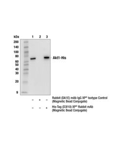 Cell Signaling His-Tag (D3i1o) Xp ® Rabbit mAb (Magnetic Bead Conjugate)