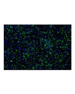 Cell Signaling ASC/TMS1 (E1E3I) Rabbit mAb (Alexa Fluor® 488 Conjugate); 100 µl