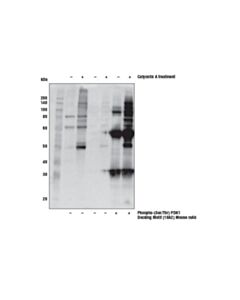 Cell Signaling Phospho-(Ser/Thr) Pdk1 Docking Motif (18a2) Mouse mAb