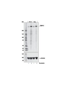 Cell Signaling Cenp-E (E5n7b) Rabbit mAb