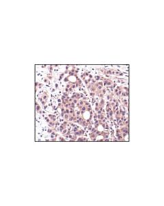 Cell Signaling 14-3-3 Tau Antibody