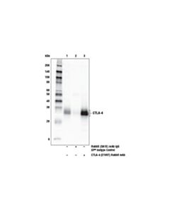 CSIG-96399S.jpg