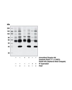 Cell Signaling Phospho-Akt Substrate (Rxxs*/T*) (110b7e) Rabbit mAb (Sepharose Bead Conjugate)