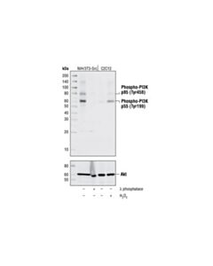 Cell Signaling Pi3 Kinase Antibody Sampler Kit