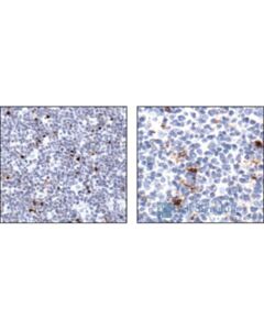 Cell Signaling Cleaved Caspase-3 (Asp175) Antibody