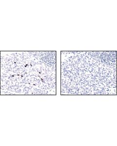 Cell Signaling Cleaved Caspase-3 (Asp175) (5a1e) Rabbit mAb