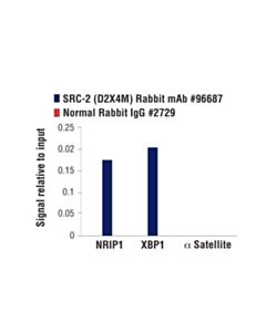 Cell Signaling Src-2 (D2x4m) Rabbit mAb
