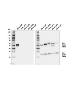 Cell Signaling Goat Anti-Mouse Igg1, Fc Gamma Specific Antibody (Hrp Conjugate)