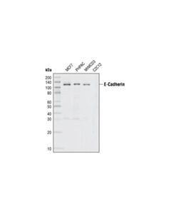 Cell Signaling E-Cadherin (24e10) Rabbit mAb (BSA And Azide Free)
