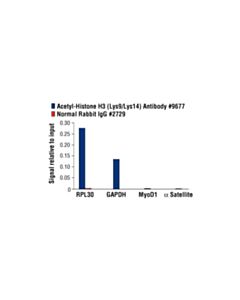 Cell Signaling Acetyl-Histone H3 (Lys9/Lys14) Antibody
