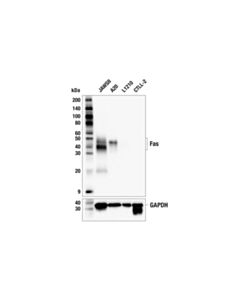 Cell Signaling Fas (F7B6N) Rabbit mAb 100 uL