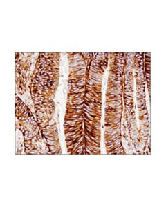 Cell Signaling Cd44 (E7k2y) Xp® Rabbit mAb (BSA And Azide Free)